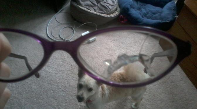 My dog ate my glasses